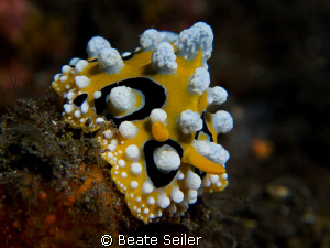 Phillidia ocellata, taken with canon G10 ans UCL165 by Beate Seiler 